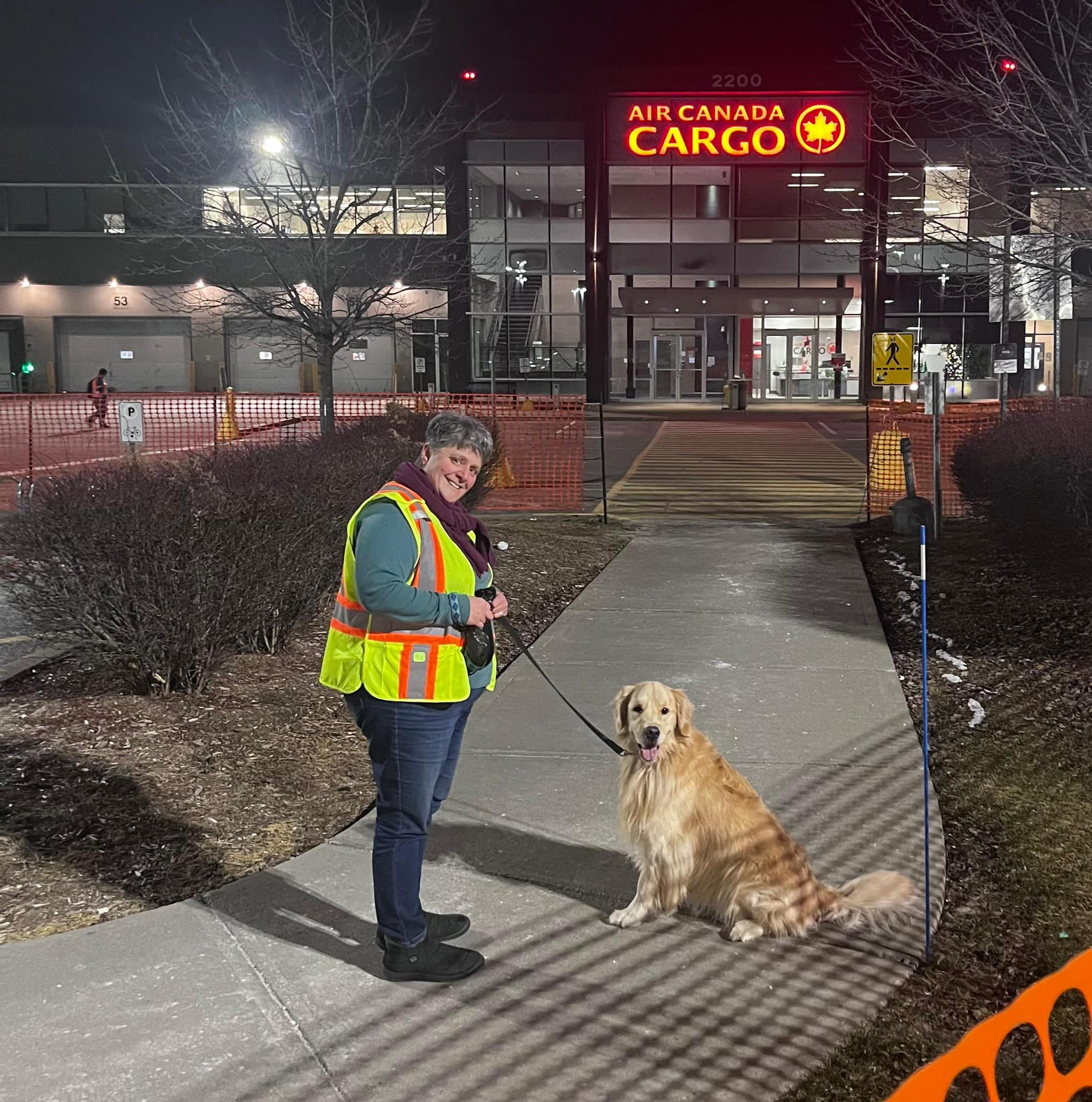 Golden Retriever Simba après transport international réussi
